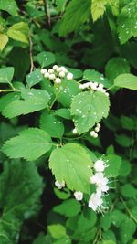 Close-up of green leaves on plant