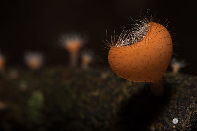 Close-up of mushroom growing on field