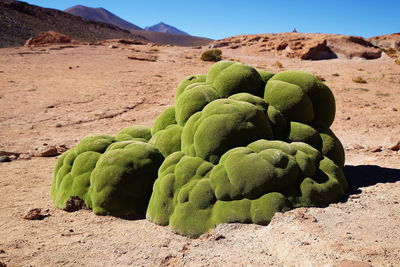 Close-up of rock on sand on ground