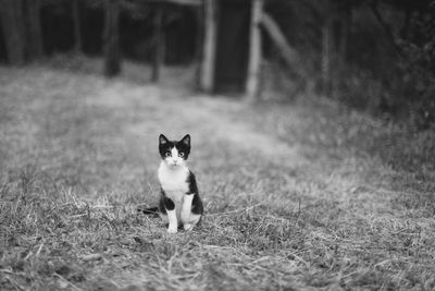 Portrait of cat relaxing on field