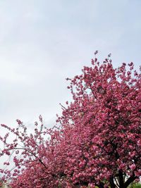 Low angle view of cherry blossoms against sky