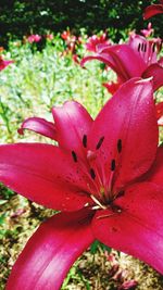 Close-up of pink flower