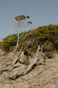 Trees growing on landscape