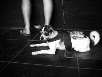 Low section of woman with dog sitting on floor