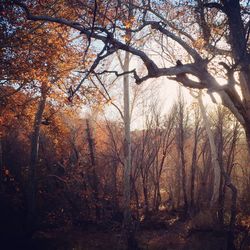 Bare trees in forest