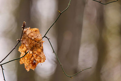 Close-up of dry leaves hanging on plant