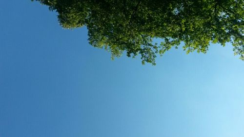 Low angle view of trees against clear blue sky