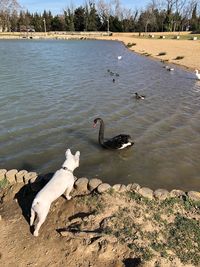 View of swans swimming in lake