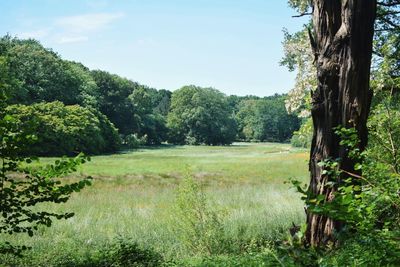 Scenic view of trees growing on field against sky