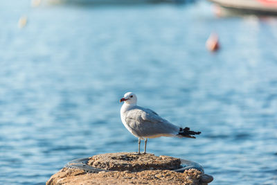 Seagull perching on rock