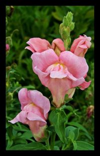 Close-up of pink flowers