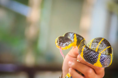 Close-up of hand holding butterfly