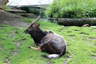 Antelope relaxing on field