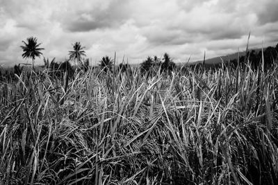 Crops growing on field against sky