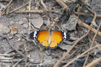 Close-up of insect on ground