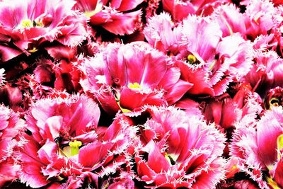 Full frame shot of pink flowers
