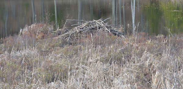 Grass growing in lake