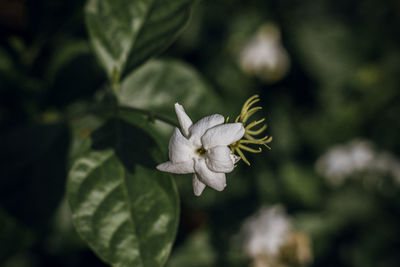 Close-up of white flowering plant