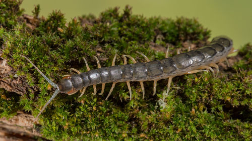 High angle view of grasshopper on land