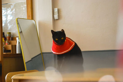 cat