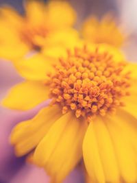 Macro shot of yellow flower