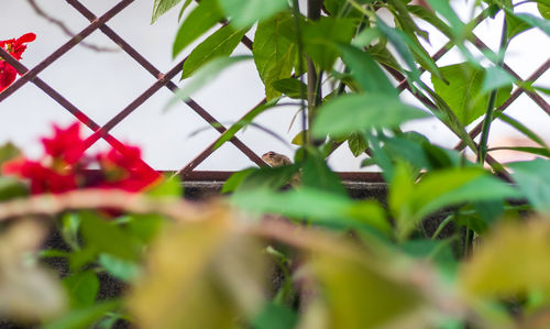 Low angle view of plants growing on tree