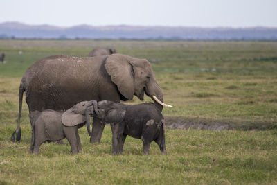 Playful african elephant babies on field against sky