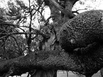 Low angle view of tree