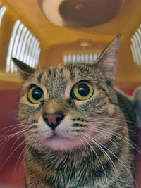 Close-up portrait of a cat