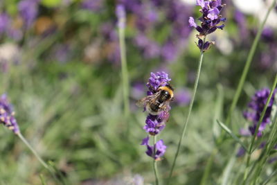 Bee pollinating on purple flower