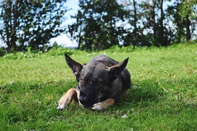 Portrait of dog lying on grass
