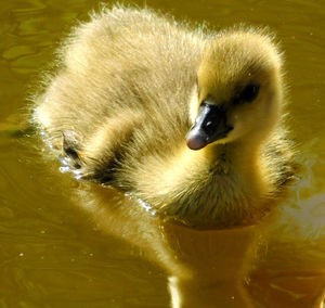 Close-up of duck in lake