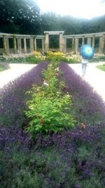 Close-up of purple flowers on field