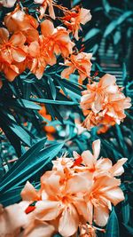 Close-up of orange flowering plant