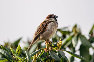 Close-up of bird perching on a plant