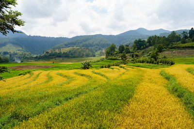 Scenic view of rice field against sky