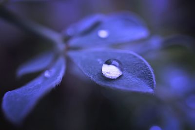 Close-up of wet purple flower