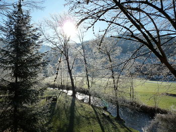 Scenic view of forest against bright sun