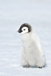 Close-up of a bird on snow