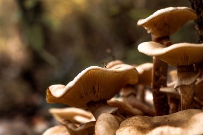 Close-up of mushrooms growing on land