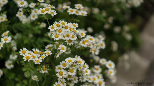 Close-up of fresh white yellow flowers blooming outdoors