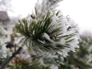 Close-up of snow covered pine tree