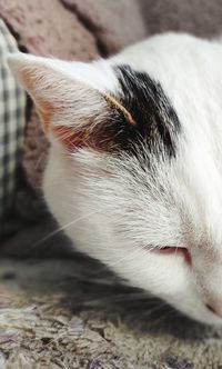 Close-up of a cat