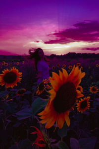 Close-up of sunflower on field against sky during sunset