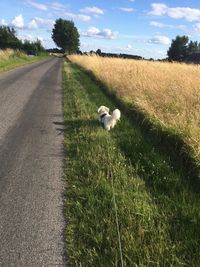 Dog on road by field