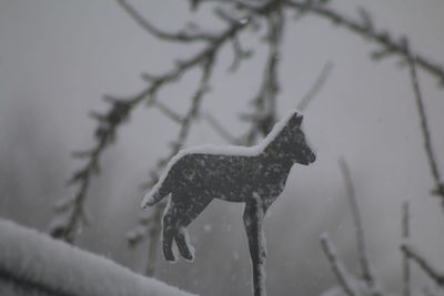 Close-up of animal representation during winter