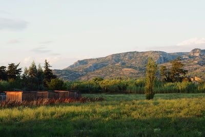 Scenic view of field against sky