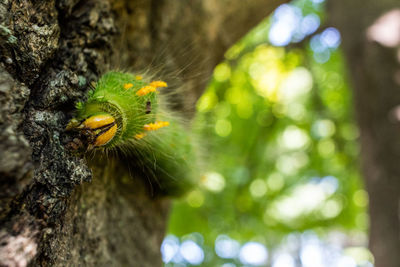 Close-up of insect on tree trunk