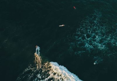 High angle view of turtle swimming in sea