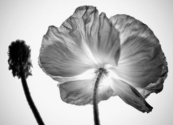 Close-up of flower against clear sky